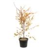 Acer Palmatum Katsura : C7L H.60/80cm -Terre et Verdure 748269 2076274