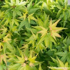 Acer Palmatum 'koto Hime' : C5L H.30/40cm 7 Acer Palmatum 'koto Hime' : C5L H.30/40cm -Terre et Verdure 748272 001