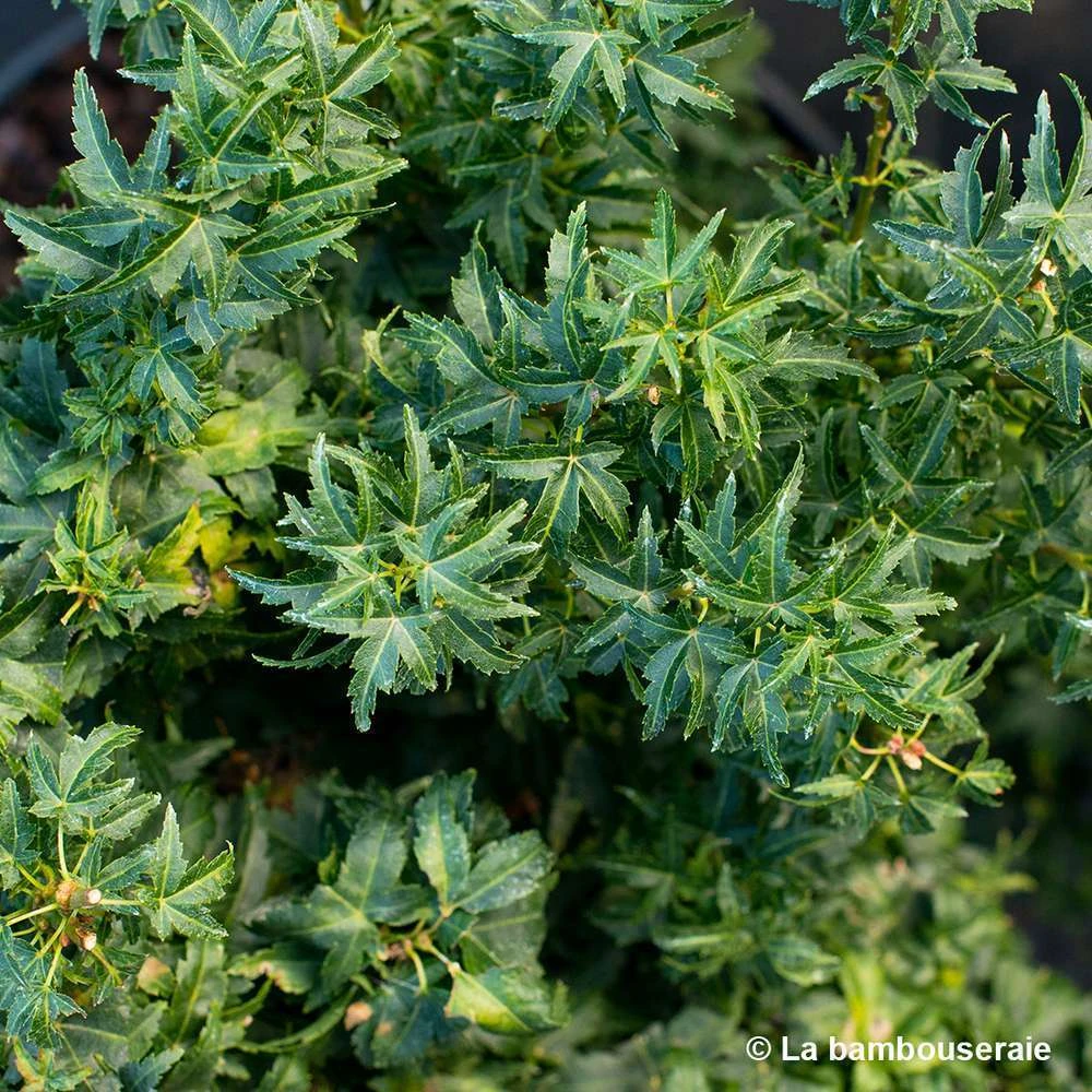 Acer Palmatum 'koto Hime' : C5L H.30/40cm 4 Acer Palmatum 'koto Hime' : C5L H.30/40cm – Image 2