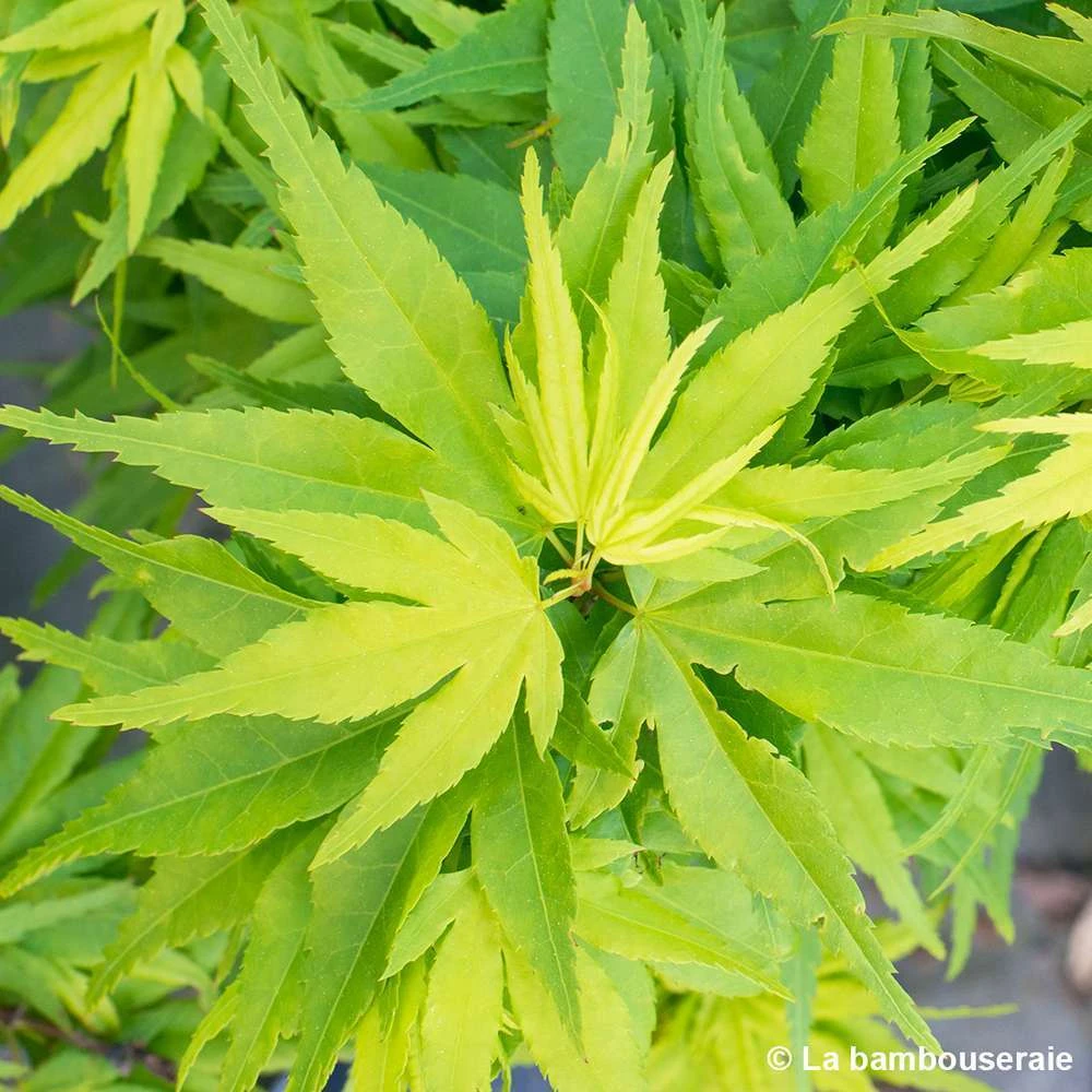 Acer Palmatum 'Mikawa Yatsubusa' : C5L H.30/40cm 5 Acer Palmatum 'Mikawa Yatsubusa' : C5L H.30/40cm – Image 3