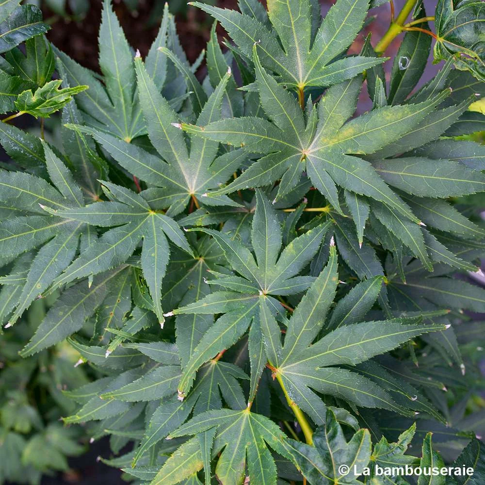 Acer Palmatum 'Mikawa Yatsubusa' : C5L H.30/40cm 4 Acer Palmatum 'Mikawa Yatsubusa' : C5L H.30/40cm – Image 2