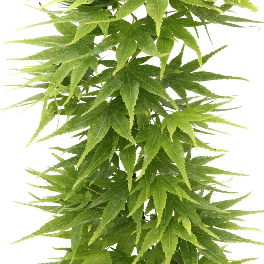 Acer Palmatum 'Mikawa Yatsubusa' : C5L H.30/40cm 3 Acer Palmatum 'Mikawa Yatsubusa' : C5L H.30/40cm