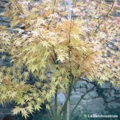 Acer Palmatum 'Orange Dream' :C3L H.40/60cm -Terre et Verdure 748280 002