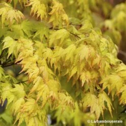Acer Palmatum 'Orange Dream' :C7L H.60/80cm 6 Acer Palmatum 'Orange Dream' :C7L H.60/80cm -Terre et Verdure 748282 001