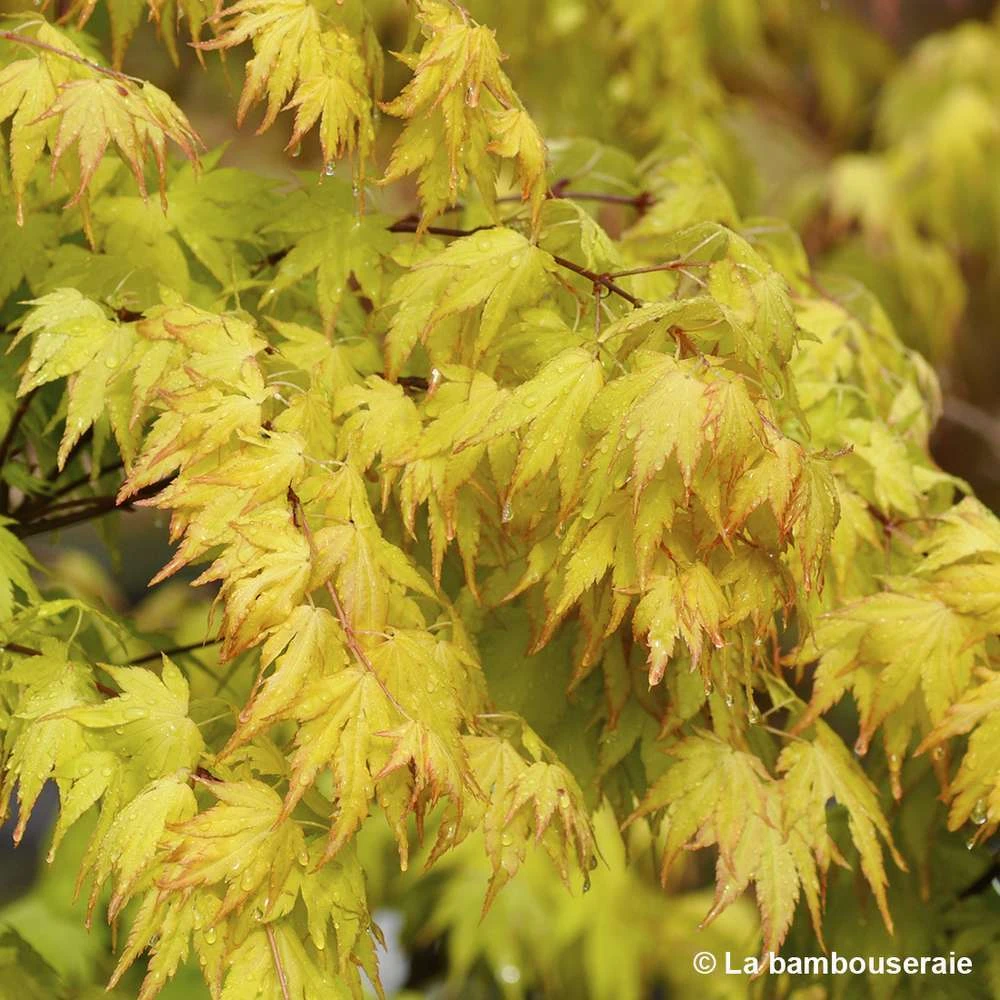 Acer Palmatum 'Orange Dream' :C7L H.60/80cm 4 Acer Palmatum 'Orange Dream' :C7L H.60/80cm – Image 2