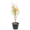 Acer Palmatum 'Orange Dream' :C7L H.60/80cm -Terre et Verdure 748282 2076280