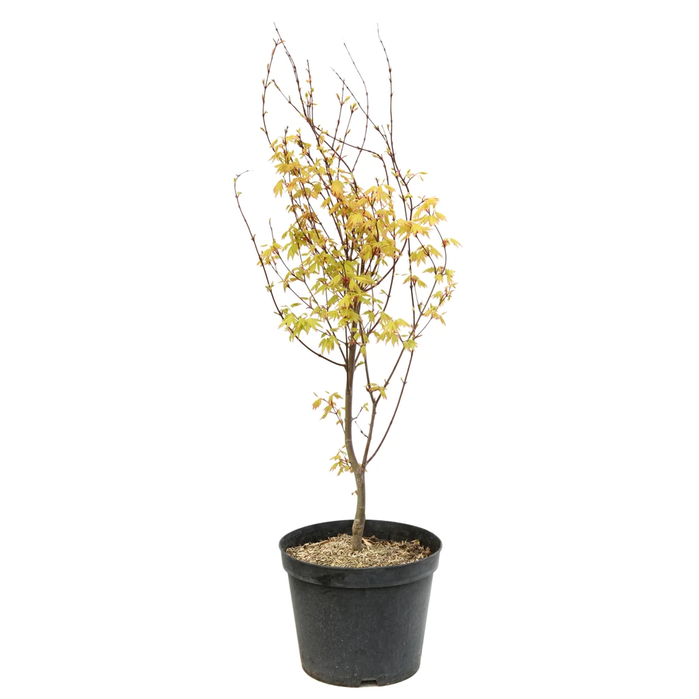 Acer Palmatum 'Orange Dream' :C7L H.60/80cm 3 Acer Palmatum 'Orange Dream' :C7L H.60/80cm