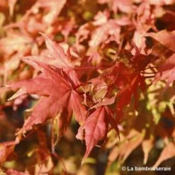 Acer Palmatum Reticulatum Red : C30L H.100/125cm -Terre et Verdure 748286 002