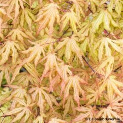 Acer Palmatum Reticulatum Red : C30L H.100/125cm -Terre et Verdure 748286 003