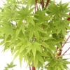 Acer Palmatum 'Sango-Kaku' : C3L H.40/60cm -Terre et Verdure 748291 2120253