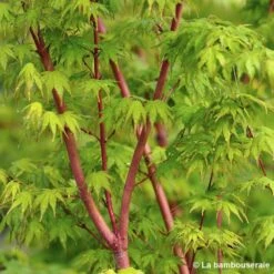 Acer Palmatum 'Sango-Kaku' : C7L H.60/80cm -Terre et Verdure 748293 002