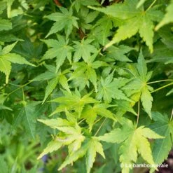 Acer Palmatum 'Sango-Kaku' : C7L H.60/80cm -Terre et Verdure 748293 003