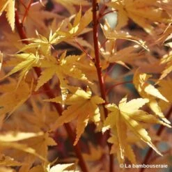 Acer Palmatum 'Sango-Kaku' : C7L H.60/80cm -Terre et Verdure 748293 004