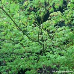 Acer Palmatum 'Seiryu' :C3L H.40/60cm 7 Acer Palmatum 'Seiryu' :C3L H.40/60cm -Terre et Verdure 748297 002
