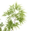 Acer Palmatum 'Seiryu' :C3L H.40/60cm -Terre et Verdure 748297 2120256