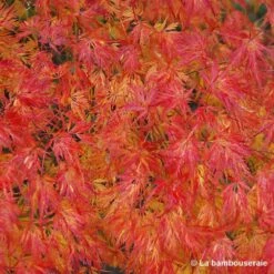 Acer Palmatum 'Seiryu' :C7L H60/80cm 8 Acer Palmatum 'Seiryu' :C7L H60/80cm -Terre et Verdure 748298 003