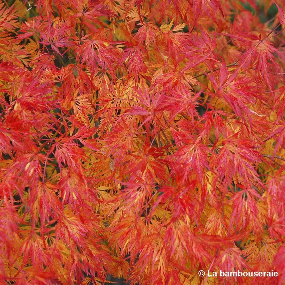 Acer Palmatum 'Seiryu' :C7L H60/80cm 5 Acer Palmatum 'Seiryu' :C7L H60/80cm – Image 3