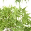 Acer Palmatum 'Seiryu' :C7L H60/80cm 2 Acer Palmatum 'Seiryu' :C7L H60/80cm -Terre et Verdure 748298 2120259