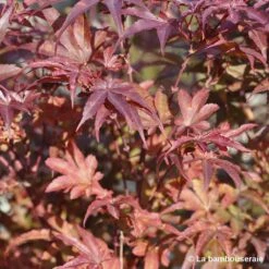 Acer Palmatum Skeeter's Broom :C3L H40/60cm -Terre et Verdure 748302 002