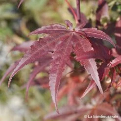 Acer Palmatum Skeeter's Broom :C3L H40/60cm -Terre et Verdure 748302 003