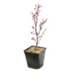 Acer Palmatum Skeeter's Broom :C3L H40/60cm -Terre et Verdure 748302 2076211