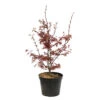 Acer Palmatum Skeeter's Broom :C7L H.60/80cm -Terre et Verdure 748303 2076214