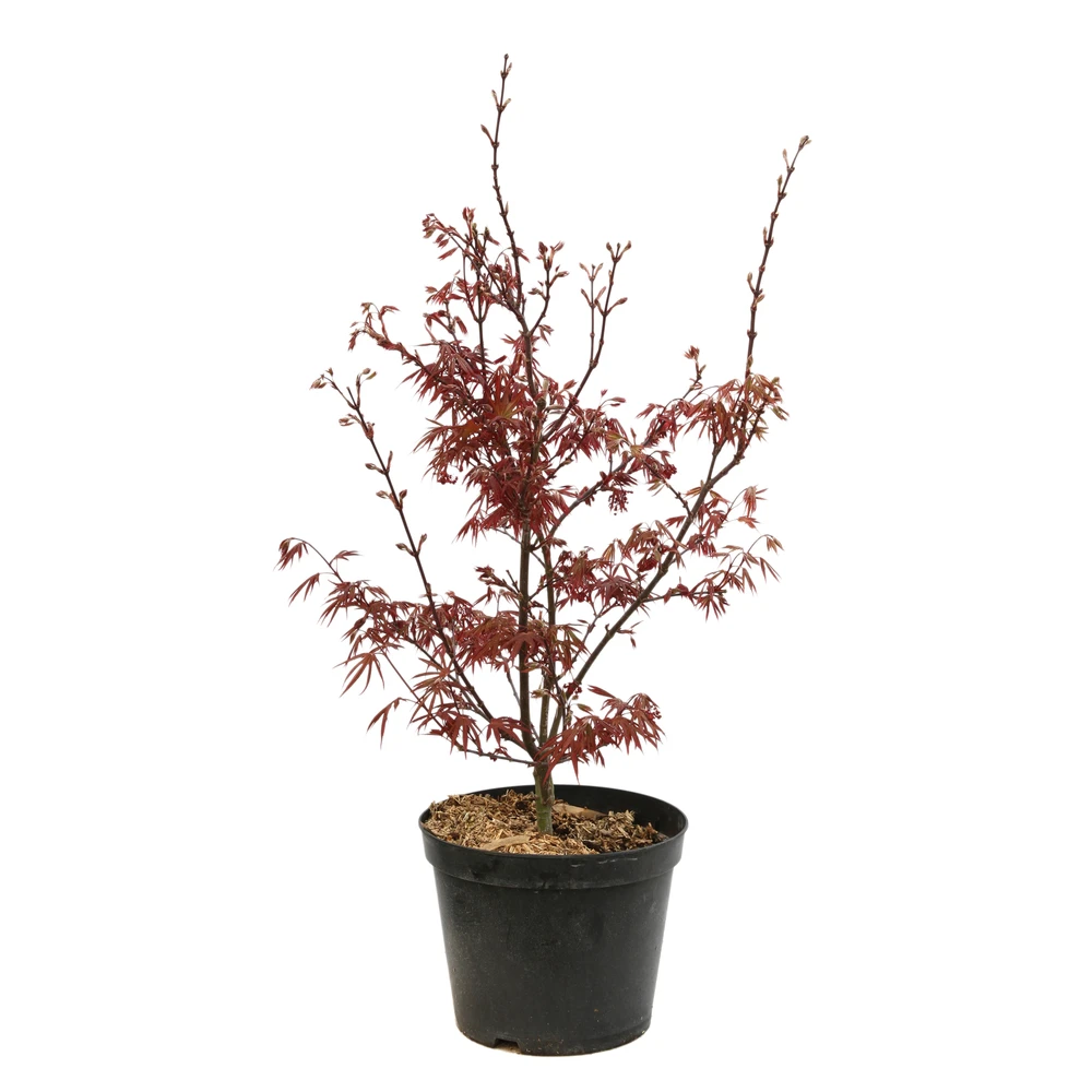 Acer Palmatum Skeeter's Broom :C7L H.60/80cm 3 Acer Palmatum Skeeter's Broom :C7L H.60/80cm
