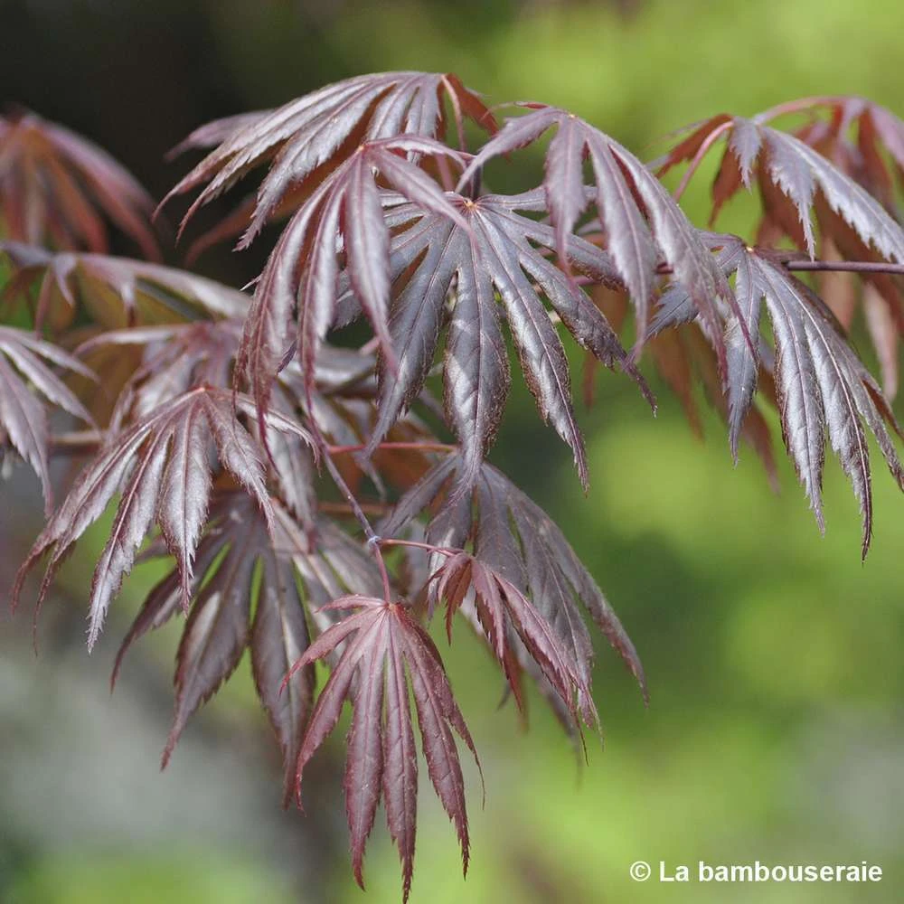 Acer Palmatum Trompenburg :C3L H.40/60cm 4 Acer Palmatum Trompenburg :C3L H.40/60cm – Image 2