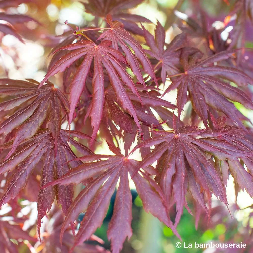 Acer Palmatum Trompenburg :C3L H.40/60cm 7 Acer Palmatum Trompenburg :C3L H.40/60cm – Image 5