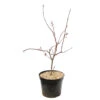 Acer Palmatum Trompenburg :C7L H.60/80cm 2 Acer Palmatum Trompenburg :C7L H.60/80cm -Terre et Verdure 748308 2076217