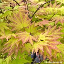 Acer Shirasawanum Autumn Moon : C5L H30/40cm -Terre et Verdure 748316 002