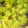 Acer Shirasawanum Autumn Moon : C5L H30/40cm -Terre et Verdure 748316 003