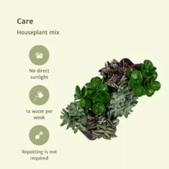 Box 3 Plantes D'intérieur - H20cm, ø12cm - Plantes D'intérieur 11 Box 3 Plantes D'intérieur - H20cm, ø12cm - Plantes D'intérieur -Terre et Verdure 7484875134665985