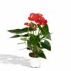 Anthurium Rouge - H40cm, ø12cm - Plante D'intérieur -Terre et Verdure 749ee514bb5c3547