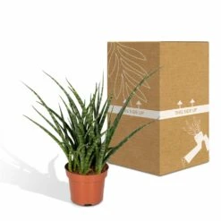 Sansevieria Fernwood Punk - H30cm, ø12cm - Plante D'intérieur Sans Entretien 11 Sansevieria Fernwood Punk - H30cm, ø12cm - Plante D'intérieur Sans Entretien -Terre et Verdure 74e4a547941876d2