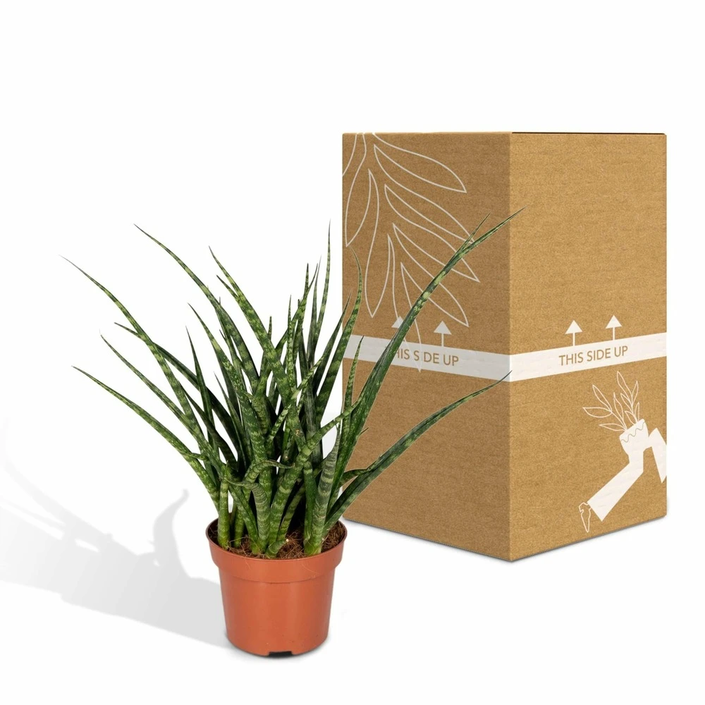 Sansevieria Fernwood Punk - H30cm, ø12cm - Plante D'intérieur Sans Entretien 7 Sansevieria Fernwood Punk - H30cm, ø12cm - Plante D'intérieur Sans Entretien – Image 5
