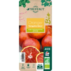 Oranger Moro : AB C3L -Terre et Verdure 750101 2066800