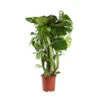 Philodendron Monstera : Tuteur Mousse -Terre et Verdure 750196 005