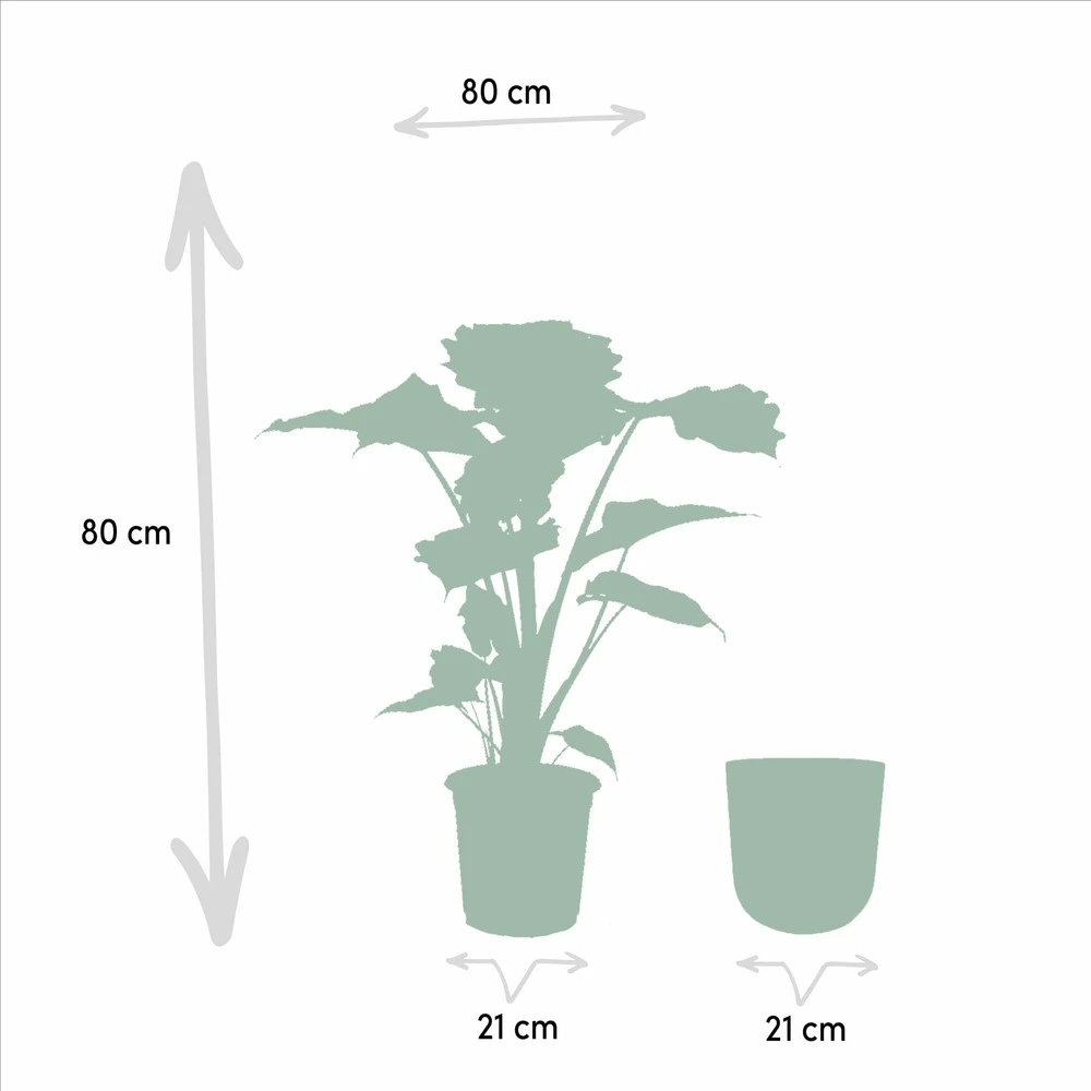 L'alocasia Portodora Et Son Cache-pot Doré - H80cm, ø21cm - Grande Plante D'intérieur 6 L'alocasia Portodora Et Son Cache-pot Doré - H80cm, ø21cm - Grande Plante D'intérieur – Image 4