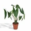 Alocasia Zebrina - H75cm, ø19cm - Grande Plante D'intérieur 2 Alocasia Zebrina - H75cm, ø19cm - Grande Plante D'intérieur -Terre et Verdure 76aafd834218267f