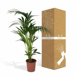 Palmier Kentia Xl - H120cm, ø24cm - Très Grande Plante D'intérieur 10 Palmier Kentia Xl - H120cm, ø24cm - Très Grande Plante D'intérieur -Terre et Verdure 76b6a7621aa76fe2
