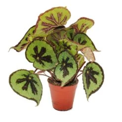 Leaf Begonia - Begonia Masoniana Mountain - Feuilles Brunes Avec Des Marques - Pot De 15cm