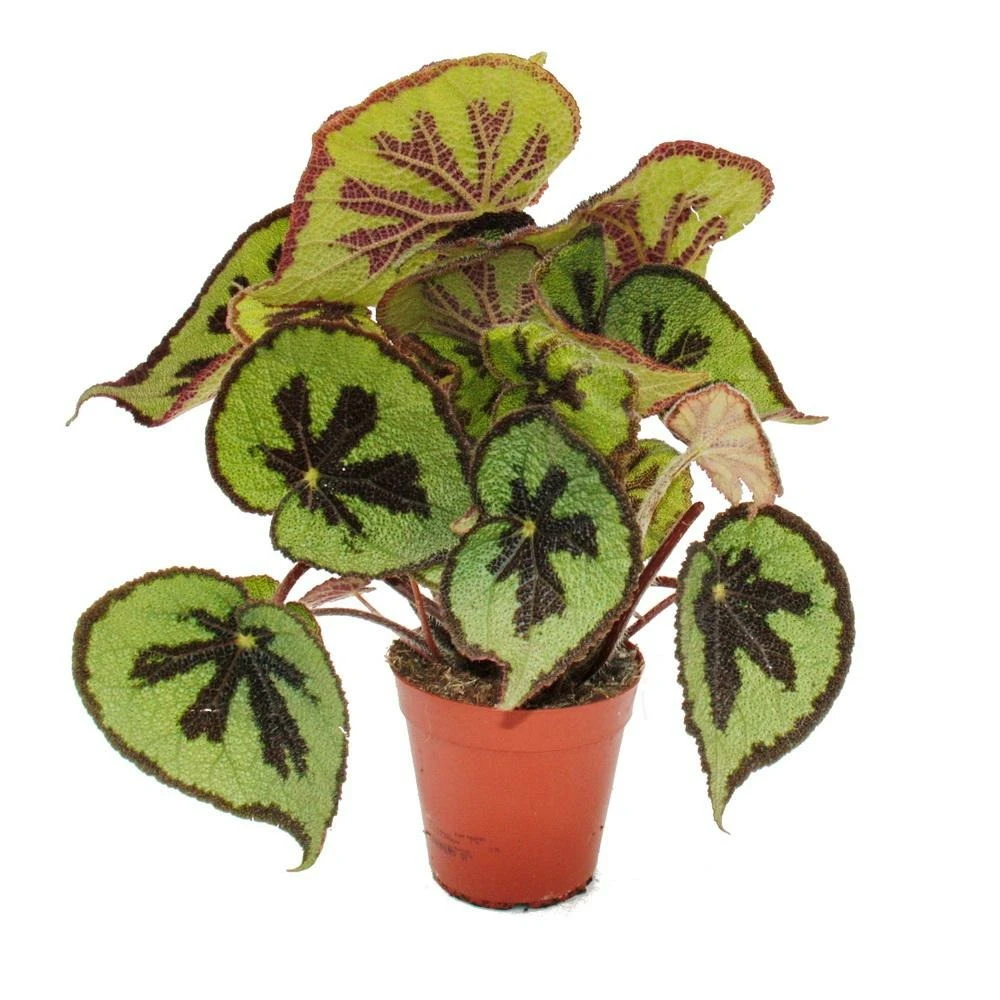 Leaf Begonia - Begonia Masoniana Mountain - Feuilles Brunes Avec Des Marques - Pot De 15cm 3 Leaf Begonia - Begonia Masoniana Mountain - Feuilles Brunes Avec Des Marques - Pot De 15cm