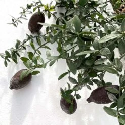 Citron Caviar H140/160cm : C35L 7 Citron Caviar H140/160cm : C35L -Terre et Verdure 784972 006