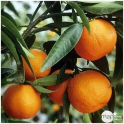 Clémentinier H140/160cm : C35L 6 Clémentinier H140/160cm : C35L -Terre et Verdure 784975 001