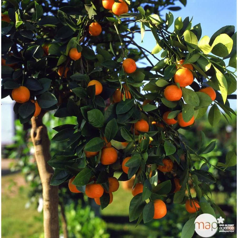 Clémentinier H140/160cm : C35L 5 Clémentinier H140/160cm : C35L – Image 3