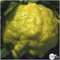 Combava H140/160cm : C35L -Terre et Verdure 784976 001