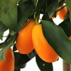 Kumquat H140/160cm : C35L -Terre et Verdure 784977 001