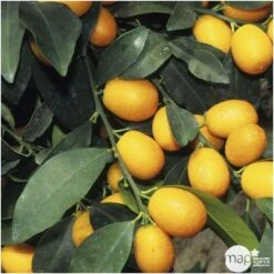 Kumquat H140/160cm : C35L -Terre et Verdure 784977 002