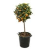 Kumquat H140/160cm : C35L -Terre et Verdure 784977 1765237